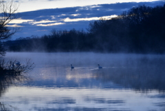 ハクチョウのいる川