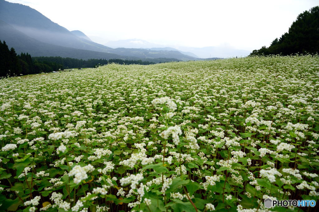 そばの花満開