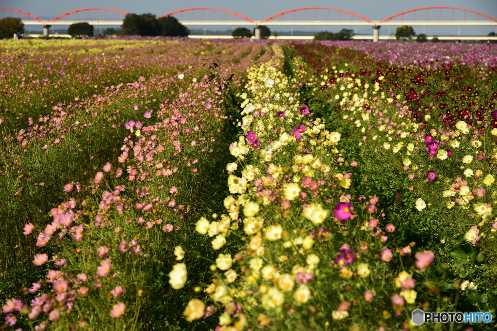 コスモスの先に