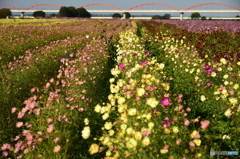 コスモスの先に