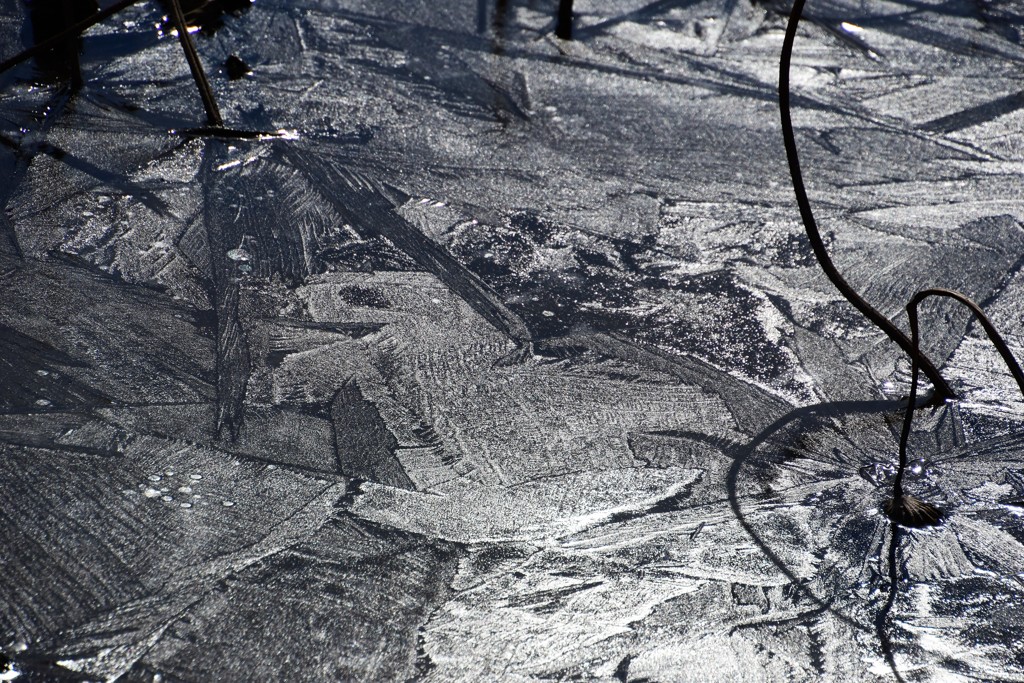 氷上のポケモン