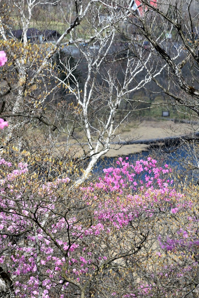 アカヤシオの朝