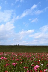 ポピーと空と