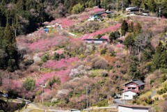 花桃郷に住む
