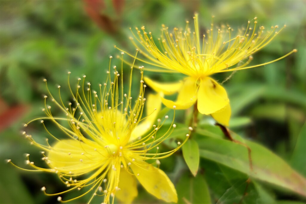 長梅雨に明るさを