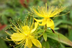 長梅雨に明るさを