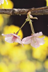 桜二輪
