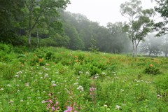 霧流れる高原