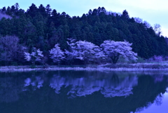 夕暮れの逆さ桜