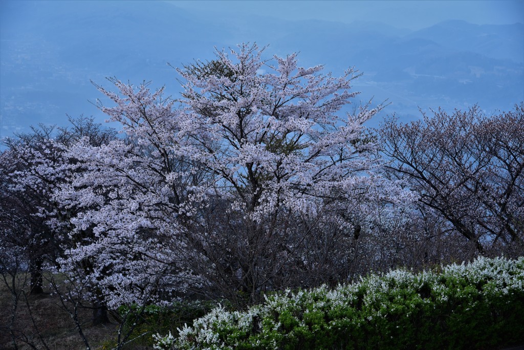 夜明けの桜
