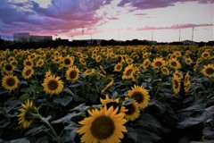 陽が沈んでも元気いっぱい