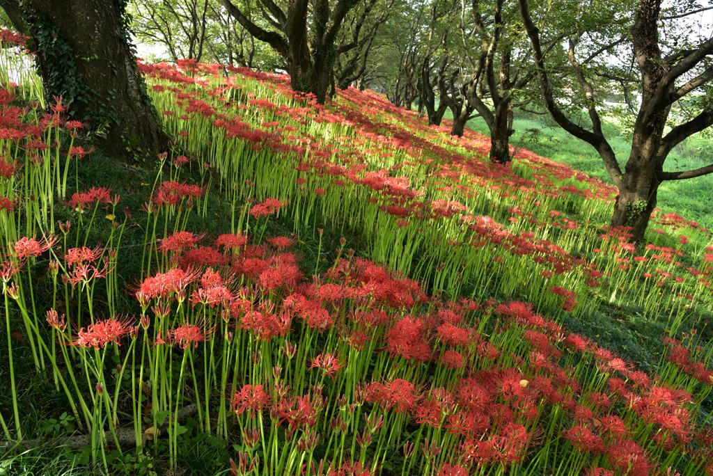 朝陽の彼岸花堤