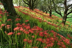 朝陽の彼岸花堤