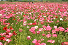 ポピーの海で