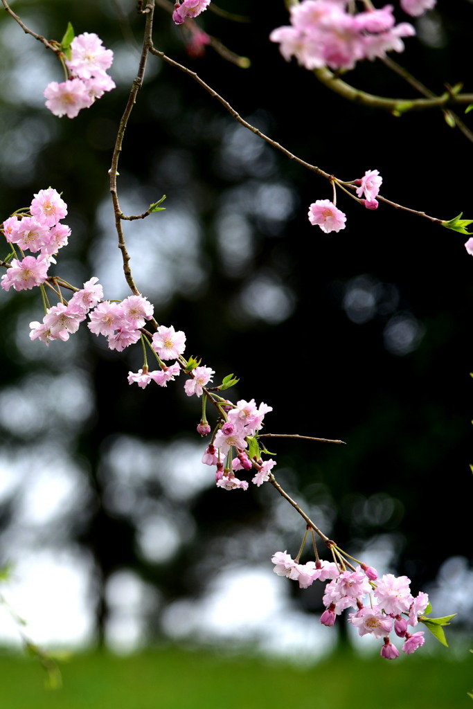 気品の枝垂れ