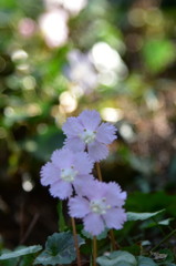 仲良しイワウチワ２