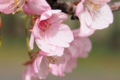 早咲きの恥じらい