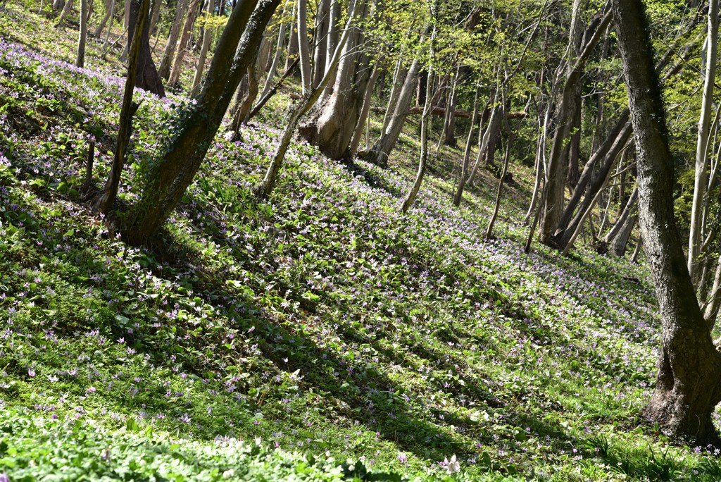 カタクリの山