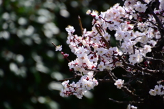 光の春を連れてきた