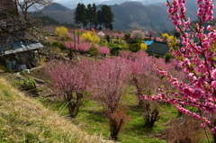 春爛漫の里