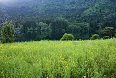 菜の花の湖