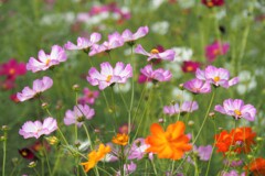 色とりどり秋桜