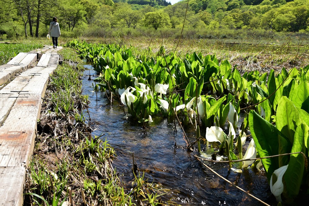春の湿原を歩く
