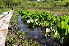 春の湿原を歩く