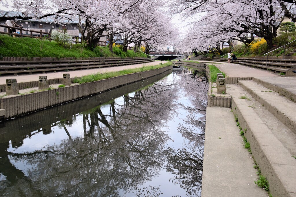 水辺の春1