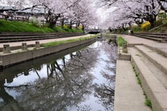 水辺の春1