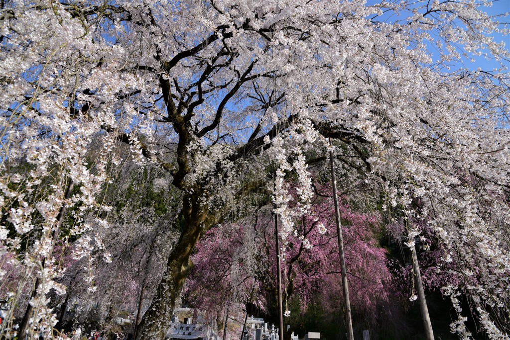 しだれ桜の下で