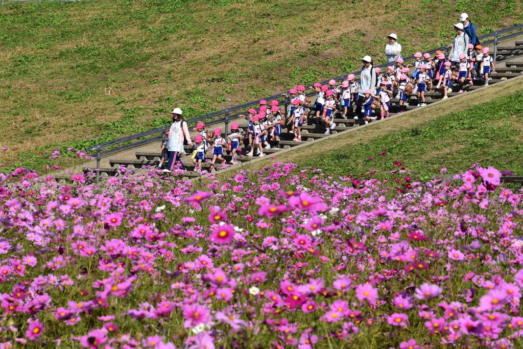 秋桜遠足