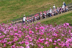 秋桜遠足