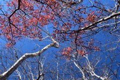 三頭山の秋色