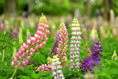 踊ってみたくなって