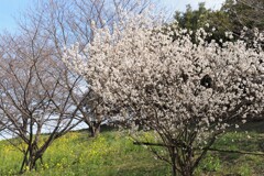 春の彩り