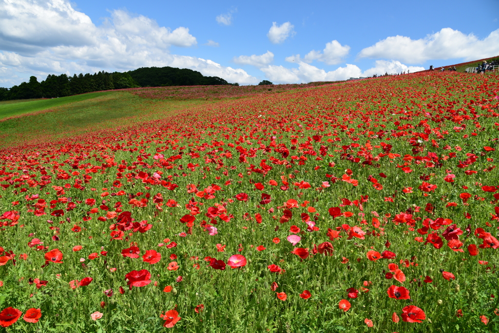 ポピーと空と②