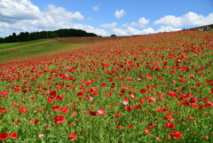 ポピーと空と②