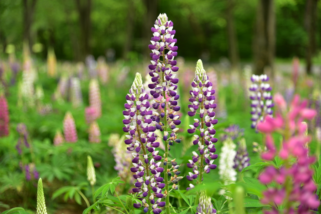 気品のたたずまい