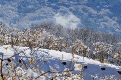雪のロウバイ