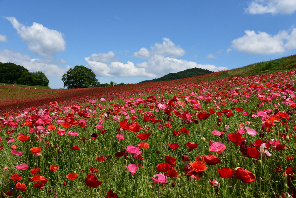 ポピーと空と①