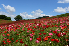 ポピーと空と①