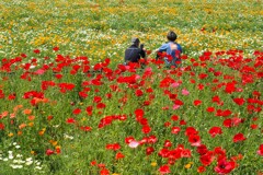 こうのす花まつりⅡ