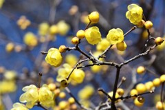 春の歓声