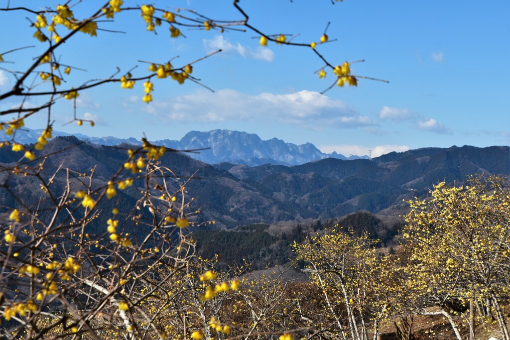 ロウバイの先に両神山