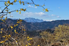 ロウバイの先に両神山