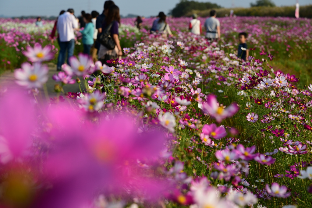 コスモス畑逍遥