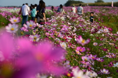 コスモス畑逍遥