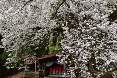 地蔵桜