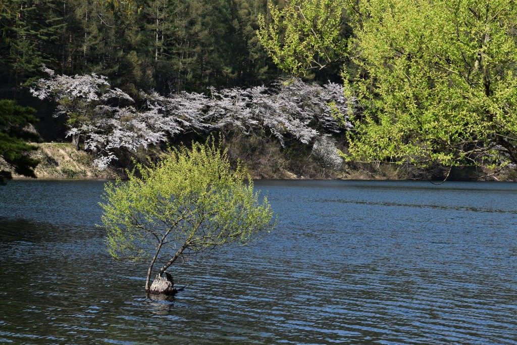 湖畔の春